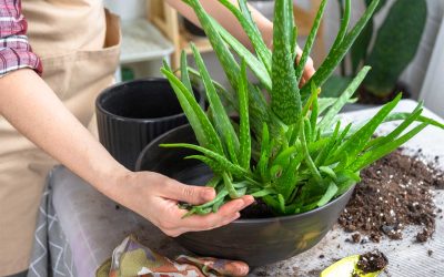 The Hidden Power of Aloe: A Game-Changer for Health