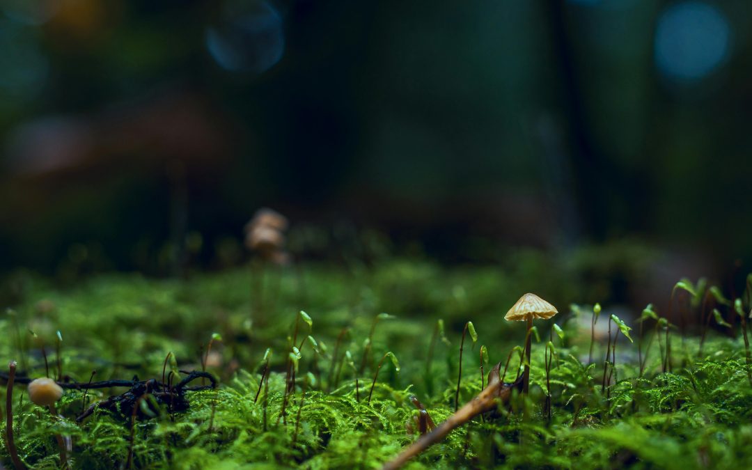 The Power of Trace Elements — Tiny Minerals with a Big Impact