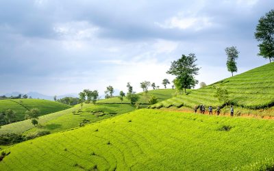 Kerala White Box Theory