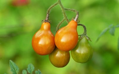 Why Nutrition Today Requires a More Thoughtful Approach